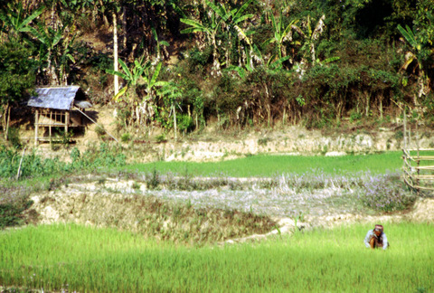laos -  muang khua - field workers 2.jpg